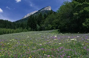 Sunny Meadow Scene Prints: meadow, flower