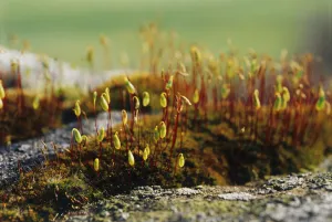 Wildflower Close Up Shots Prints: Moss