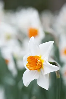Narcissus 2661 Print: White Petals and Orange Centre