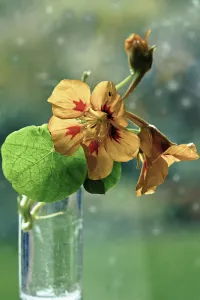 Nasturtium Flower Prints: Nasturtium