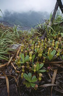 nepenthes pervillei, pitcher plant, green subject nepenthes pervillei, pitcher plant, green subject