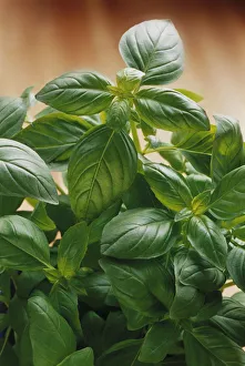 Basil Plant Prints: Ocimum basilicum Basil