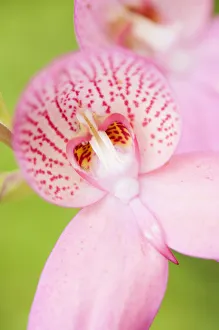 Orchid, Disa orchid, Disa x watsonii Orchid, Disa orchid, Disa x watsonii