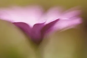 Pastel Coloured Flowers Prints: Osteospermum