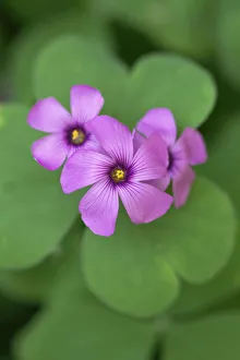 Perennial Flowers Prints: oxalis