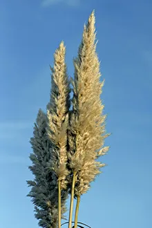 Pampas Grass Print - Tall Beige Plumes Against Blue Sky
