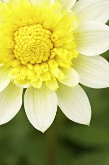 Pasodoble Dahlia White Print