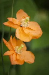 Perennial Alpine Flowering season Summer Cottage garden plant Perennial Alpine Flowering season Summer Cottage garden plant