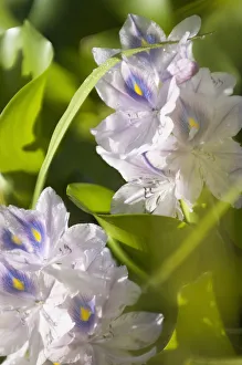 Perennial Aquatic Flowering season Summer Plant Perennial Aquatic Flowering season Summer Plant