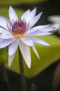Perennial Flowering season Summer Aquatic Frost tender Perennial Flowering season Summer Aquatic Frost tender