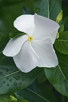 Periwinkle Prints: Delicate White Periwinkle Flower Print