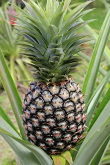 Pineapple Print from Puerto Vallarta, Mexico