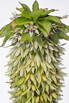 Studio Shot Of Wildflowers Prints: Pineapple flower, Eucomis, Eucomis pallidiflora