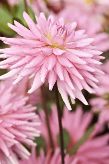 Pink Dahlia Flowers Prints: Pipers pink