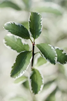 Pittosporum, Pittosporum tenuifolium Marjory Channon Pittosporum, Pittosporum tenuifolium Marjory Channon
