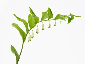 Polygonatum multiflorum Print - 1663 Solomons Seal
