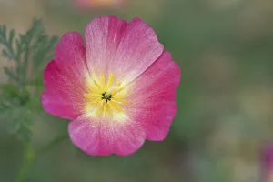 Poppy, Deep pink California poppy, Eschscholzia californica Carmine King Poppy, Deep pink California poppy, Eschscholzia californica Carmine King