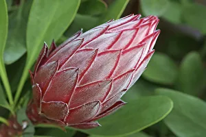 Full Frame Flowering Plants Prints: Proteus