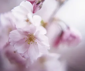 Cherry Blossom Macro Prints: Prunus - variety not identified Cherry