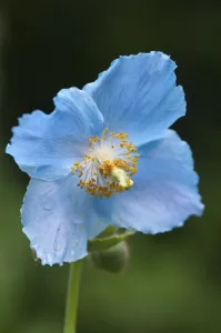 Blue Poppy Flower Prints: PT 0518