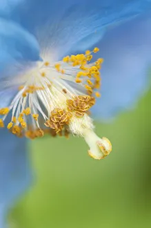 Blue Poppy Flower Prints: PT 0519