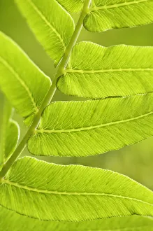 Green Leaf Photography Prints: PT 0522