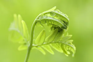 Fern Plant Photography Prints: PT 0523