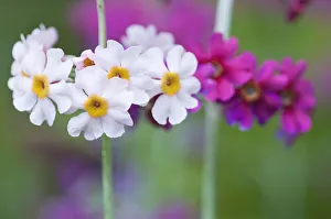 Primrose Flowers Prints: PT 0524
