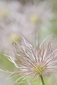 Purple Wildflowers Prints: PT 0526