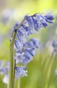 Bluebell Flower Prints: PT 0530