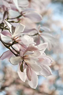 Garden Bloom Photography Prints: PT 0537