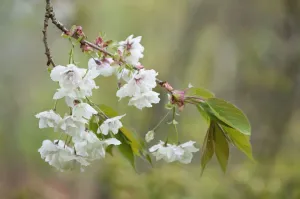 Delicate Cherry Blossoms Prints: PT 0539