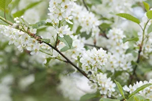 Images Dated 2011 August: Bridal Wreath Print, Spiraea arguta 24x36 inches