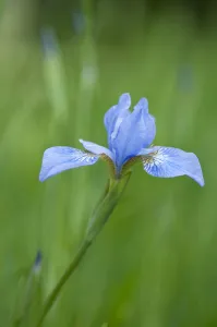 Iris Sibirica Prints: PT 0542