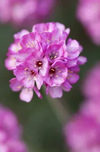 Images Dated 2011 August: Armeria maritima Rubrifolia Print