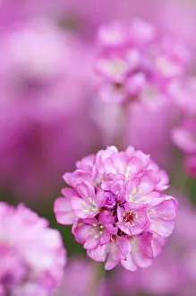 Images Dated 2011 August: Armeria maritima Rubrifolia Print