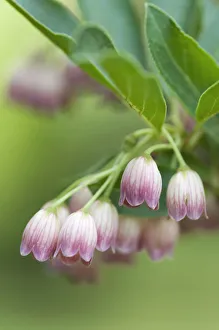 Japanese Garden Plants Prints: PT 0546