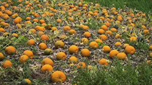 Orange Pumpkin Prints: pumpkin, cucurbita maxima