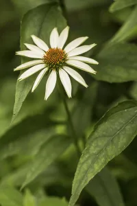 Purple coneflower, Echinacea purpurea White Swan'. Single flower with cream petals Purple coneflower, Echinacea purpurea White Swan'. Single flower with cream petals