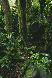 Rainforest Tree Print, Green Subject