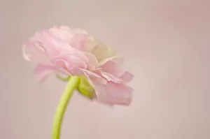 Pink Ranunculus Close-up Print