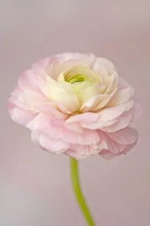 Pink Persian Ranunculus Print
