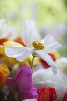 Ranunculus Asiaticus Prints: Ranunculus, Persian ranunculus, a white simple Ranunculus asiaticus cultivar rising above