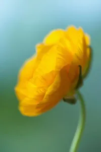 Selective Focus Flowers Prints: Ranunculus, Persian ranunculus, an orange Ranunculus asiaticus cultivar