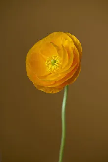 Ranunculus Asiaticus Prints: Ranunuculus, Persian ranunculus, a double petalled orange Ranunculus asiaticus cultivar