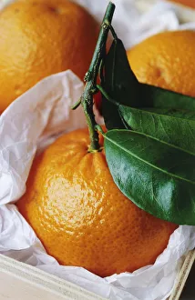Colorful Citrus Fruits Prints: RE_0158