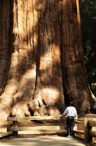 Redwood Print: Man at Base of Giant Sequoia Sempervirens