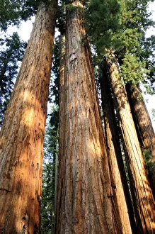 Redwood Tree Print - Sequoia Sempervirens Photo