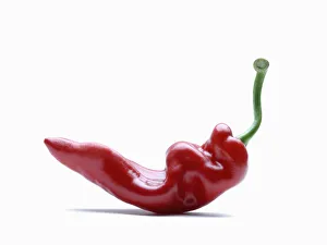 Red Chilli Pepper Prints: RF_0087