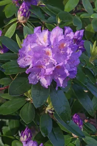 Rhododendron Catawbiense Prints: Rhododendron, Mountain rosebay